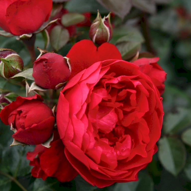 'Florentina'® Rosa X 'Florentina'® (Klatrerose) A-Kvalitet,- Barrods Roser Min. 3 Grene 6 'Florentina'® Rosa X 'Florentina'® (Klatrerose) A-Kvalitet,- Barrods Roser Min. 3 Grene - Billede 4