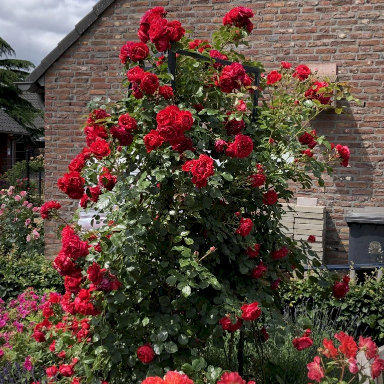 'Florentina'® Rosa X 'Florentina'® (Klatrerose) A-Kvalitet,- Barrods Roser Min. 3 Grene 7 'Florentina'® Rosa X 'Florentina'® (Klatrerose) A-Kvalitet,- Barrods Roser Min. 3 Grene - Billede 5