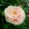 'Kir Royal' Rosa X 'Kir Royal' (Slyngrose) A-Kvalitet,- Barrods Roser Min. 3 Grene -Osmoz Naturens Butik p37655 53419 rosa x kir royal slyngrose d4ab