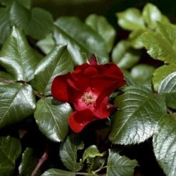 Rynket Rose 'Kordes Robusta'® Rosa Rugosa 'Kordes Robusta'® A-Kvalitet,- Barrods Roser Min. 3 Grene
