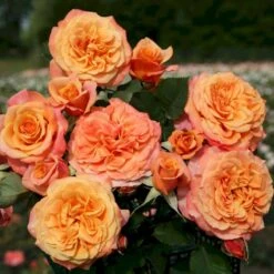 'La Villa Cotta'® Rosa X 'La Villa Cotta'® (Buketrose) A-Kvalitet,- Barrods Roser Min. 3 Grene 9 'La Villa Cotta'® Rosa X 'La Villa Cotta'® (Buketrose) A-Kvalitet,- Barrods Roser Min. 3 Grene -Osmoz Naturens Butik p37657 53592 rosa x la villa cotta buskrose 6518