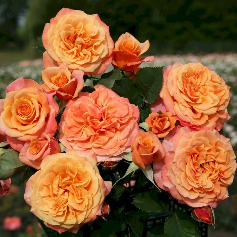 'La Villa Cotta'® Rosa X 'La Villa Cotta'® (Buketrose) A-Kvalitet,- Barrods Roser Min. 3 Grene 5 'La Villa Cotta'® Rosa X 'La Villa Cotta'® (Buketrose) A-Kvalitet,- Barrods Roser Min. 3 Grene - Billede 3