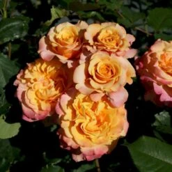 'La Villa Cotta'® Rosa X 'La Villa Cotta'® (Buketrose) A-Kvalitet,- Barrods Roser Min. 3 Grene 10 'La Villa Cotta'® Rosa X 'La Villa Cotta'® (Buketrose) A-Kvalitet,- Barrods Roser Min. 3 Grene -Osmoz Naturens Butik p37657 53593 rosa x la villa cotta buskrose f929