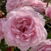 'Our First Summer'™ Rosa X 'Our First Summer'™ (Slyngrose) A-Kvalitet,- Barrods Roser Min. 3 Grene 1 'Our First Summer'™ Rosa X 'Our First Summer'™ (Slyngrose) A-Kvalitet,- Barrods Roser Min. 3 Grene -Osmoz Naturens Butik p37659 53260 rosa x our first summer slyngrose d8da