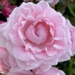 'Our First Summer'™ Rosa X 'Our First Summer'™ (Slyngrose) A-Kvalitet,- Barrods Roser Min. 3 Grene -Osmoz Naturens Butik p37659 53261 rosa x our first summer slyngrose 59ef