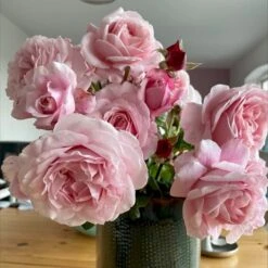 'Our First Summer'™ Rosa X 'Our First Summer'™ (Slyngrose) A-Kvalitet,- Barrods Roser Min. 3 Grene -Osmoz Naturens Butik p37659 53262 rosa x our first summer slyngrose 419a