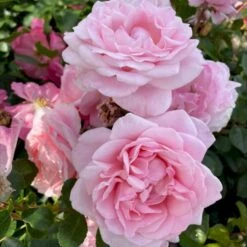 'Our First Summer'™ Rosa X 'Our First Summer'™ (Slyngrose) A-Kvalitet,- Barrods Roser Min. 3 Grene -Osmoz Naturens Butik p37659 53263 rosa x our first summer slyngrose 50c0
