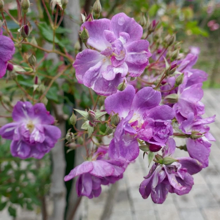 'Purple Skyliner' Rosa X 'Purple Skyliner' (Klatrerose) A-Kvalitet,- Barrods Roser Min. 3 Grene 3 'Purple Skyliner' Rosa X 'Purple Skyliner' (Klatrerose) A-Kvalitet,- Barrods Roser Min. 3 Grene