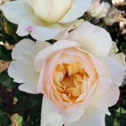 'So Much Love'™ Rosa X 'So Much Love'™ (Slyngrose) A-Kvalitet,- Barrods Roser Min. 3 Grene -Osmoz Naturens Butik p37664 52902 rosa x so much love slyngrose 7898