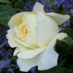 'So Much Love'™ Rosa X 'So Much Love'™ (Slyngrose) A-Kvalitet,- Barrods Roser Min. 3 Grene -Osmoz Naturens Butik p37664 52903 rosa x so much love slyngrose b67d