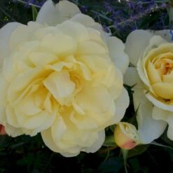 'So Much Love'™ Rosa X 'So Much Love'™ (Slyngrose) A-Kvalitet,- Barrods Roser Min. 3 Grene -Osmoz Naturens Butik p37664 52904 rosa x so much love slyngrose a3b6