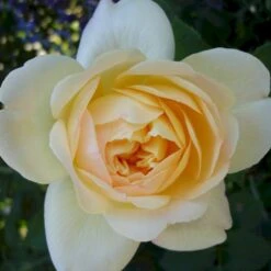 'So Much Love'™ Rosa X 'So Much Love'™ (Slyngrose) A-Kvalitet,- Barrods Roser Min. 3 Grene -Osmoz Naturens Butik p37664 52905 rosa x so much love slyngrose 90a9