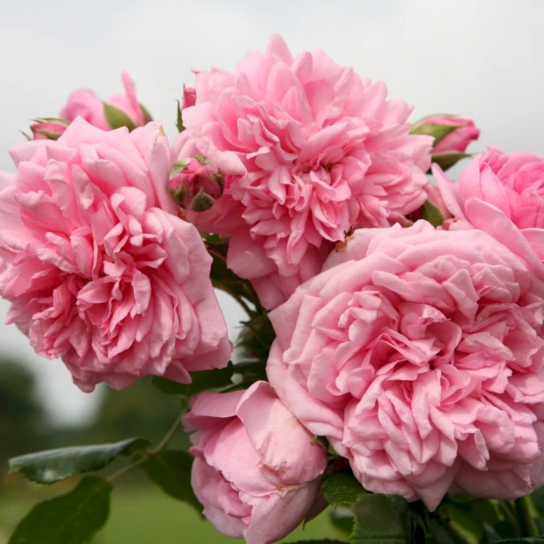 'Sweet Laguna'® Rosa X 'Sweet Laguna'® (Slyngrose) A-Kvalitet,- Barrods Roser Min. 3 Grene 5 'Sweet Laguna'® Rosa X 'Sweet Laguna'® (Slyngrose) A-Kvalitet,- Barrods Roser Min. 3 Grene - Billede 3