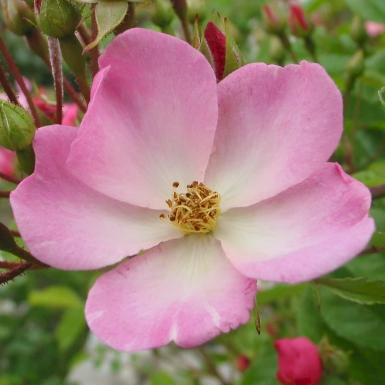 'Valdemar' Rosa Multiflora 'Valdemar' (Slyngrose) A-Kvalitet,- Barrods Roser Min. 3 Grene 3 'Valdemar' Rosa Multiflora 'Valdemar' (Slyngrose) A-Kvalitet,- Barrods Roser Min. 3 Grene