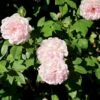 'Ydre Rosen' Rosa X 'Ydre Rosen' (Buskrose) A-Kvalitet,- Barrods Roser Min. 3 Grene -Osmoz Naturens Butik p37668 53454 rosa x ydre rosen buskrose 1bed