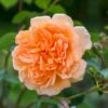 'Dame Judi Dench'™ Rosa X 'Dame Judi Dench'™ (Engelsk Rose) A-Kvalitet,- Barrods Roser Min. 3 Grene -Osmoz Naturens Butik p37670 52965 rosa x dame judi dench engelsk rose 27c2