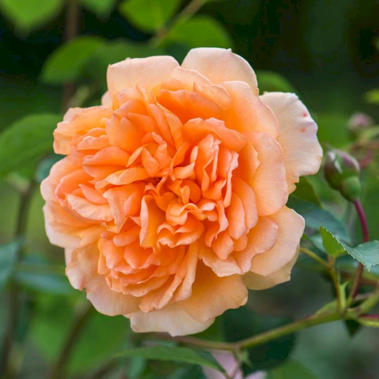 'Dame Judi Dench'™ Rosa X 'Dame Judi Dench'™ (Engelsk Rose) A-Kvalitet,- Barrods Roser Min. 3 Grene 3 'Dame Judi Dench'™ Rosa X 'Dame Judi Dench'™ (Engelsk Rose) A-Kvalitet,- Barrods Roser Min. 3 Grene