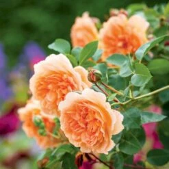 'Dame Judi Dench'™ Rosa X 'Dame Judi Dench'™ (Engelsk Rose) A-Kvalitet,- Barrods Roser Min. 3 Grene 9 'Dame Judi Dench'™ Rosa X 'Dame Judi Dench'™ (Engelsk Rose) A-Kvalitet,- Barrods Roser Min. 3 Grene -Osmoz Naturens Butik p37670 52966 rosa x dame judi dench engelsk rose 99b3