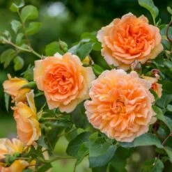 'Dame Judi Dench'™ Rosa X 'Dame Judi Dench'™ (Engelsk Rose) A-Kvalitet,- Barrods Roser Min. 3 Grene 10 'Dame Judi Dench'™ Rosa X 'Dame Judi Dench'™ (Engelsk Rose) A-Kvalitet,- Barrods Roser Min. 3 Grene -Osmoz Naturens Butik p37670 52967 rosa x dame judi dench engelsk rose c8cc