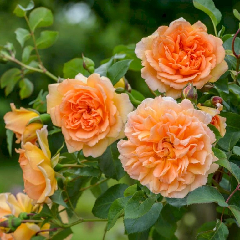 'Dame Judi Dench'™ Rosa X 'Dame Judi Dench'™ (Engelsk Rose) A-Kvalitet,- Barrods Roser Min. 3 Grene 6 'Dame Judi Dench'™ Rosa X 'Dame Judi Dench'™ (Engelsk Rose) A-Kvalitet,- Barrods Roser Min. 3 Grene - Billede 4