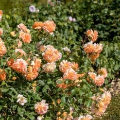 'Dame Judi Dench'™ Rosa X 'Dame Judi Dench'™ (Engelsk Rose) A-Kvalitet,- Barrods Roser Min. 3 Grene 11 'Dame Judi Dench'™ Rosa X 'Dame Judi Dench'™ (Engelsk Rose) A-Kvalitet,- Barrods Roser Min. 3 Grene -Osmoz Naturens Butik p37670 52968 rosa x dame judi dench engelsk rose 114c