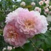 'Elisabeth'™ Rosa X 'Elisabeth'™ (Engelsk Rose) A-Kvalitet,- Barrods Roser Min. 3 Grene 1 'Elisabeth'™ Rosa X 'Elisabeth'™ (Engelsk Rose) A-Kvalitet,- Barrods Roser Min. 3 Grene -Osmoz Naturens Butik p37671 53510 rosa x elisabeth engelsk rose a3aa