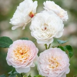 'Emily Brontë'™ Rosa X 'Emily Brontë'™ (Engelsk Rose) A-Kvalitet,- Barrods Roser Min. 3 Grene -Osmoz Naturens Butik p37672 52978 rosa x emily bronte engelsk rose 8a33