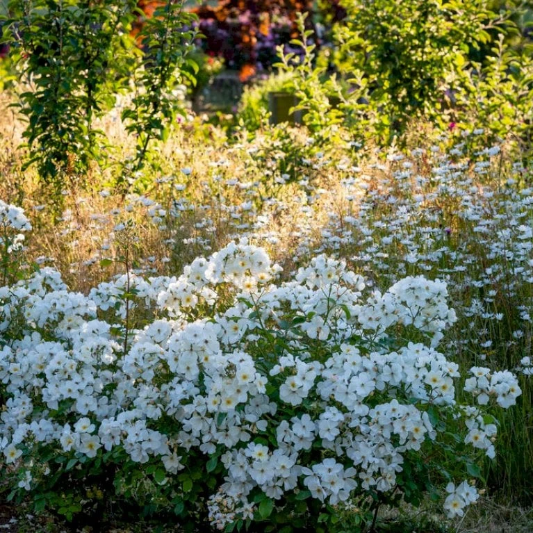 'Kew Gardens'™ Rosa X 'Kew Gardens'™ (Engelsk Rose) A-Kvalitet,- Barrods Roser Min. 3 Grene 5 'Kew Gardens'™ Rosa X 'Kew Gardens'™ (Engelsk Rose) A-Kvalitet,- Barrods Roser Min. 3 Grene - Billede 3