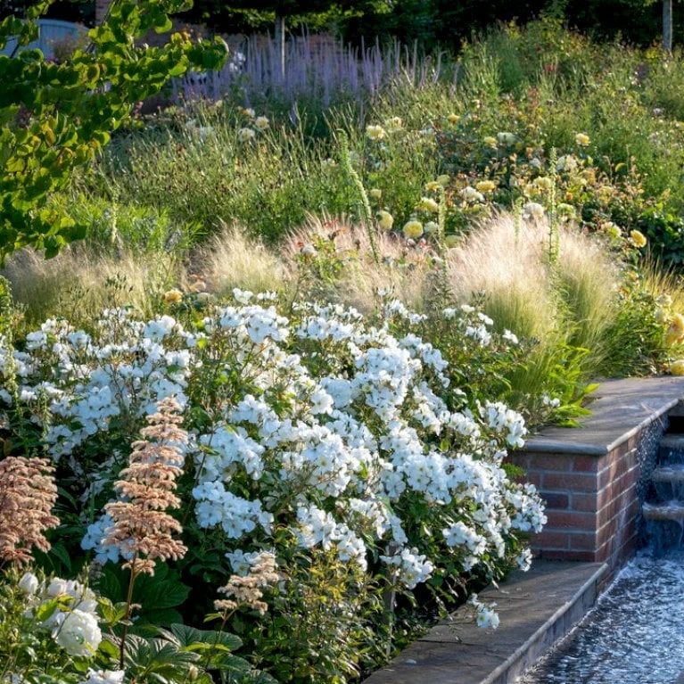 'Kew Gardens'™ Rosa X 'Kew Gardens'™ (Engelsk Rose) A-Kvalitet,- Barrods Roser Min. 3 Grene 8 'Kew Gardens'™ Rosa X 'Kew Gardens'™ (Engelsk Rose) A-Kvalitet,- Barrods Roser Min. 3 Grene - Billede 6