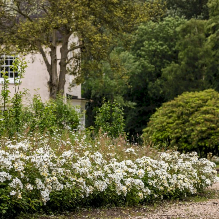 'Kew Gardens'™ Rosa X 'Kew Gardens'™ (Engelsk Rose) A-Kvalitet,- Barrods Roser Min. 3 Grene 10 'Kew Gardens'™ Rosa X 'Kew Gardens'™ (Engelsk Rose) A-Kvalitet,- Barrods Roser Min. 3 Grene - Billede 8