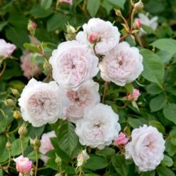 'The Albrighton Rambler'® Rosa X 'The Albrighton Rambler'® (Engelsk Rose) A-Kvalitet,- Barrods Roser Min. 3 Grene