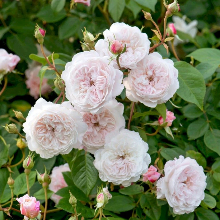'The Albrighton Rambler'® Rosa X 'The Albrighton Rambler'® (Engelsk Rose) A-Kvalitet,- Barrods Roser Min. 3 Grene 3 'The Albrighton Rambler'® Rosa X 'The Albrighton Rambler'® (Engelsk Rose) A-Kvalitet,- Barrods Roser Min. 3 Grene
