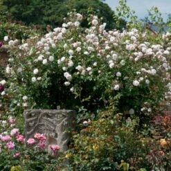 'The Albrighton Rambler'® Rosa X 'The Albrighton Rambler'® (Engelsk Rose) A-Kvalitet,- Barrods Roser Min. 3 Grene 16 'The Albrighton Rambler'® Rosa X 'The Albrighton Rambler'® (Engelsk Rose) A-Kvalitet,- Barrods Roser Min. 3 Grene -Osmoz Naturens Butik p37674 53149 rosa x the albrighton rambler engelsk rose f997