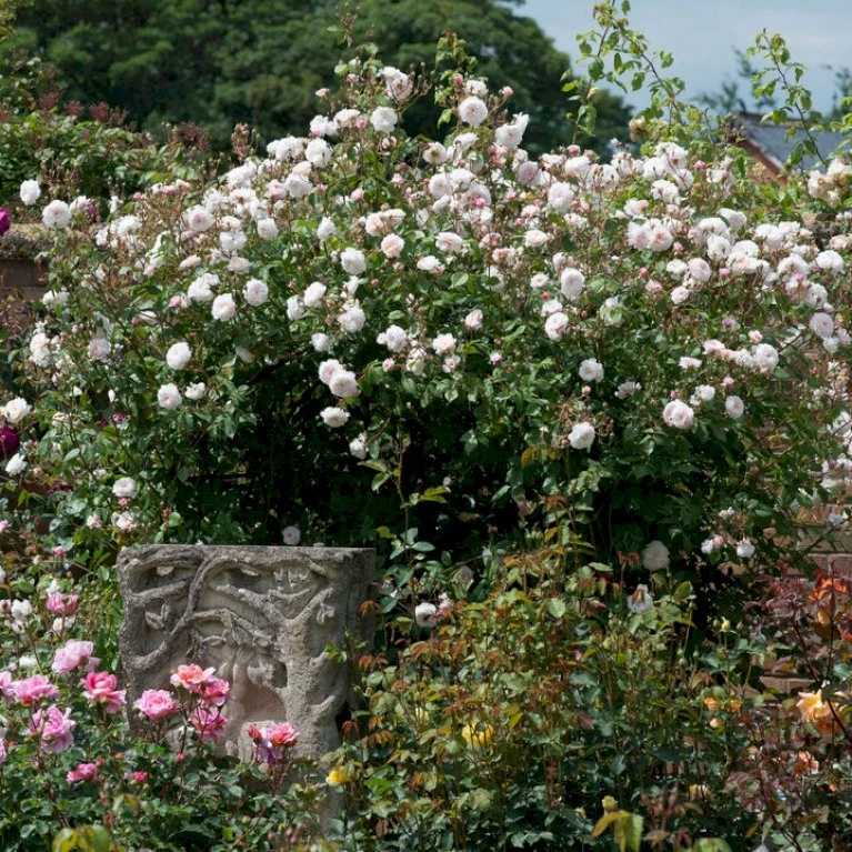 'The Albrighton Rambler'® Rosa X 'The Albrighton Rambler'® (Engelsk Rose) A-Kvalitet,- Barrods Roser Min. 3 Grene 6 'The Albrighton Rambler'® Rosa X 'The Albrighton Rambler'® (Engelsk Rose) A-Kvalitet,- Barrods Roser Min. 3 Grene - Billede 4