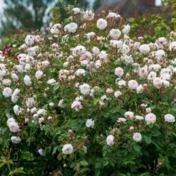 'The Albrighton Rambler'® Rosa X 'The Albrighton Rambler'® (Engelsk Rose) A-Kvalitet,- Barrods Roser Min. 3 Grene 17 'The Albrighton Rambler'® Rosa X 'The Albrighton Rambler'® (Engelsk Rose) A-Kvalitet,- Barrods Roser Min. 3 Grene -Osmoz Naturens Butik p37674 53150 rosa x the albrighton rambler engelsk rose 07cb