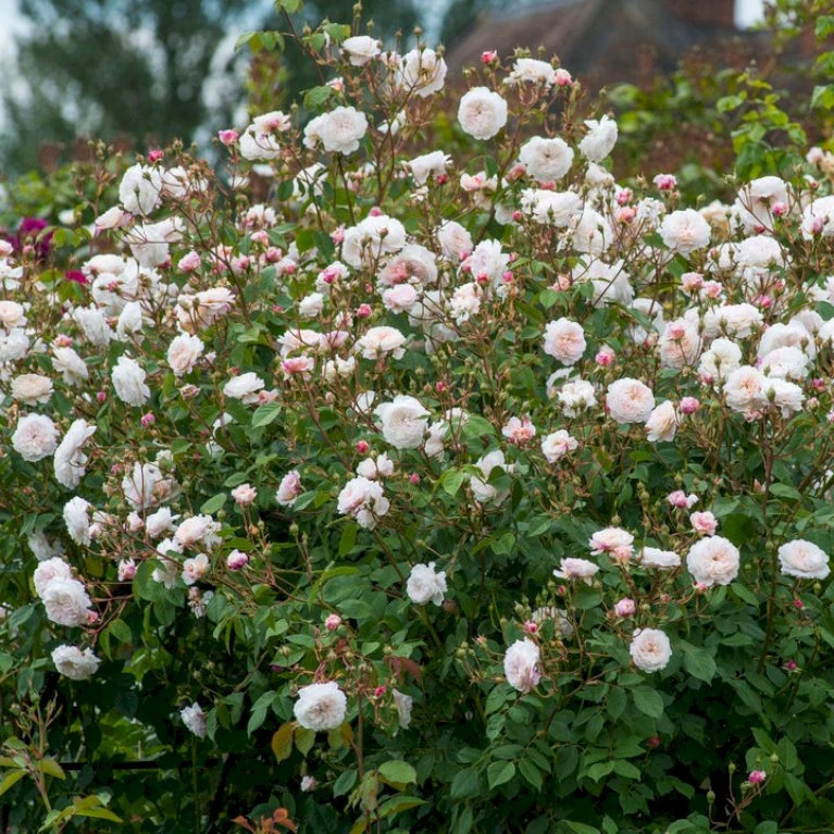 'The Albrighton Rambler'® Rosa X 'The Albrighton Rambler'® (Engelsk Rose) A-Kvalitet,- Barrods Roser Min. 3 Grene 7 'The Albrighton Rambler'® Rosa X 'The Albrighton Rambler'® (Engelsk Rose) A-Kvalitet,- Barrods Roser Min. 3 Grene - Billede 5