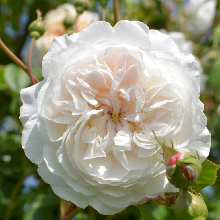 'The Albrighton Rambler'® Rosa X 'The Albrighton Rambler'® (Engelsk Rose) A-Kvalitet,- Barrods Roser Min. 3 Grene 8 'The Albrighton Rambler'® Rosa X 'The Albrighton Rambler'® (Engelsk Rose) A-Kvalitet,- Barrods Roser Min. 3 Grene - Billede 6