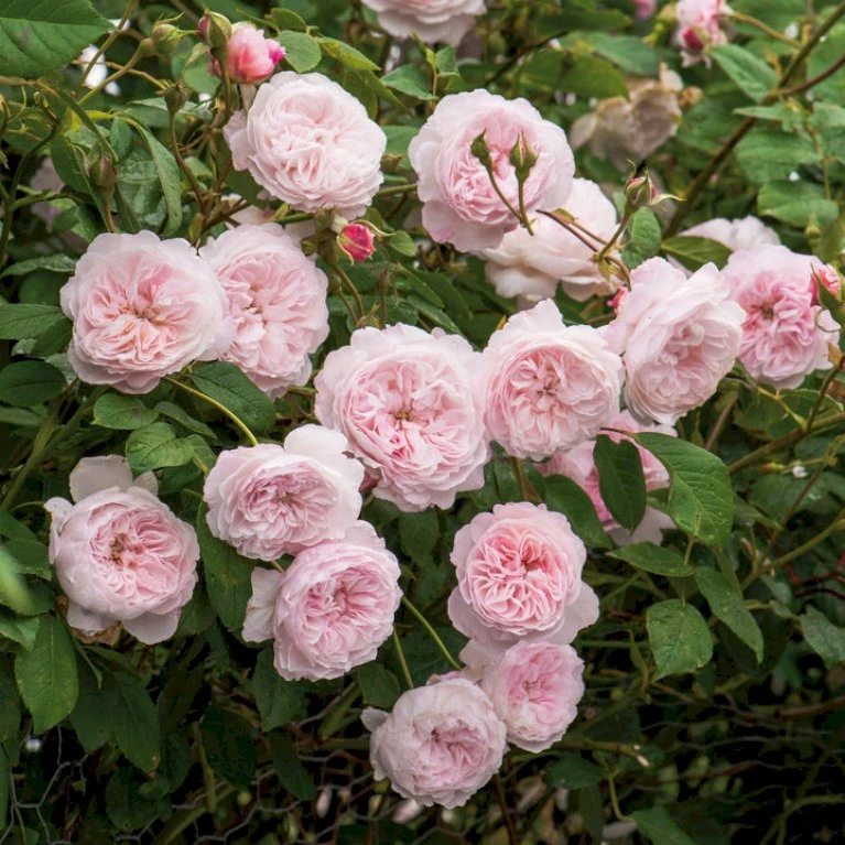 'The Albrighton Rambler'® Rosa X 'The Albrighton Rambler'® (Engelsk Rose) A-Kvalitet,- Barrods Roser Min. 3 Grene 9 'The Albrighton Rambler'® Rosa X 'The Albrighton Rambler'® (Engelsk Rose) A-Kvalitet,- Barrods Roser Min. 3 Grene - Billede 7