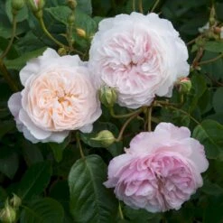 'The Albrighton Rambler'® Rosa X 'The Albrighton Rambler'® (Engelsk Rose) A-Kvalitet,- Barrods Roser Min. 3 Grene 20 'The Albrighton Rambler'® Rosa X 'The Albrighton Rambler'® (Engelsk Rose) A-Kvalitet,- Barrods Roser Min. 3 Grene -Osmoz Naturens Butik p37674 53153 rosa x the albrighton rambler engelsk rose f0f9