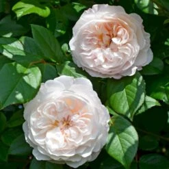 'The Albrighton Rambler'® Rosa X 'The Albrighton Rambler'® (Engelsk Rose) A-Kvalitet,- Barrods Roser Min. 3 Grene 21 'The Albrighton Rambler'® Rosa X 'The Albrighton Rambler'® (Engelsk Rose) A-Kvalitet,- Barrods Roser Min. 3 Grene -Osmoz Naturens Butik p37674 53154 rosa x the albrighton rambler engelsk rose 42b4
