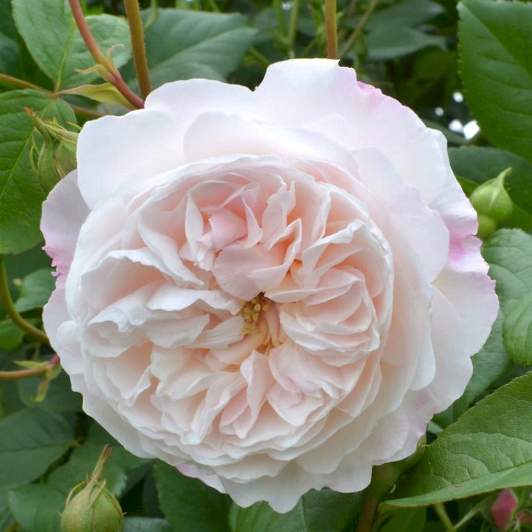 'The Albrighton Rambler'® Rosa X 'The Albrighton Rambler'® (Engelsk Rose) A-Kvalitet,- Barrods Roser Min. 3 Grene 12 'The Albrighton Rambler'® Rosa X 'The Albrighton Rambler'® (Engelsk Rose) A-Kvalitet,- Barrods Roser Min. 3 Grene - Billede 10