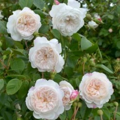 'The Albrighton Rambler'® Rosa X 'The Albrighton Rambler'® (Engelsk Rose) A-Kvalitet,- Barrods Roser Min. 3 Grene 23 'The Albrighton Rambler'® Rosa X 'The Albrighton Rambler'® (Engelsk Rose) A-Kvalitet,- Barrods Roser Min. 3 Grene -Osmoz Naturens Butik p37674 53156 rosa x the albrighton rambler engelsk rose 9342