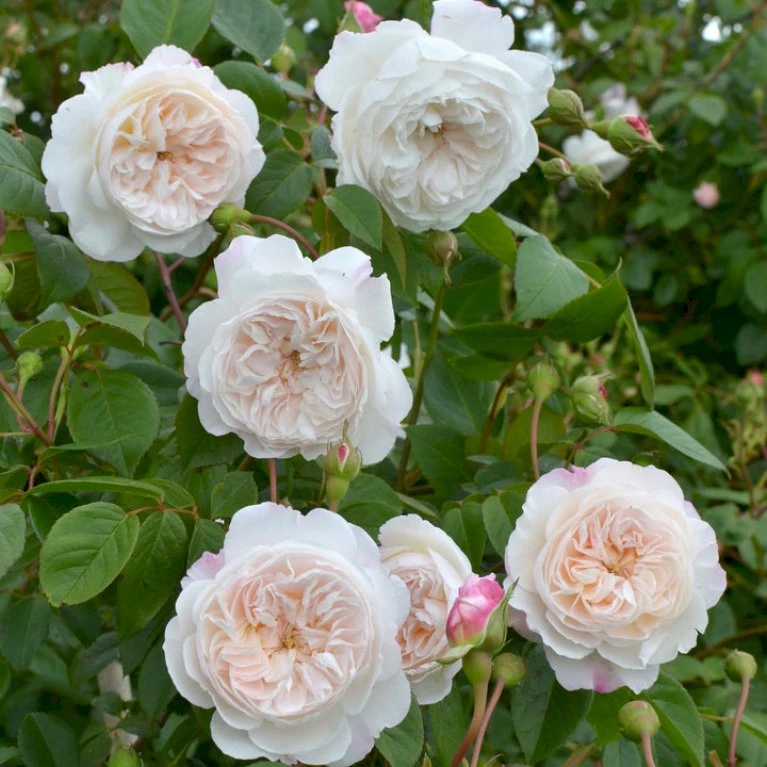 'The Albrighton Rambler'® Rosa X 'The Albrighton Rambler'® (Engelsk Rose) A-Kvalitet,- Barrods Roser Min. 3 Grene 13 'The Albrighton Rambler'® Rosa X 'The Albrighton Rambler'® (Engelsk Rose) A-Kvalitet,- Barrods Roser Min. 3 Grene - Billede 11