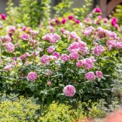 'The Ancient Mariner' Rosa X 'The Ancient Mariner' (Engelsk Rose) A-Kvalitet,- Barrods Roser Min. 3 Grene -Osmoz Naturens Butik p37675 53158 rosa x the ancient mariner engelsk rose 9f23