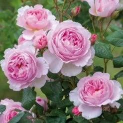 'The Ancient Mariner' Rosa X 'The Ancient Mariner' (Engelsk Rose) A-Kvalitet,- Barrods Roser Min. 3 Grene -Osmoz Naturens Butik p37675 53159 rosa x the ancient mariner engelsk rose b5c6