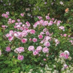 'The Ancient Mariner' Rosa X 'The Ancient Mariner' (Engelsk Rose) A-Kvalitet,- Barrods Roser Min. 3 Grene -Osmoz Naturens Butik p37675 53161 rosa x the ancient mariner engelsk rose 11c6