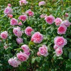 'The Ancient Mariner' Rosa X 'The Ancient Mariner' (Engelsk Rose) A-Kvalitet,- Barrods Roser Min. 3 Grene -Osmoz Naturens Butik p37675 53163 rosa x the ancient mariner engelsk rose 33e9