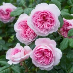 'The Ancient Mariner' Rosa X 'The Ancient Mariner' (Engelsk Rose) A-Kvalitet,- Barrods Roser Min. 3 Grene -Osmoz Naturens Butik p37675 53164 rosa x the ancient mariner engelsk rose a70c