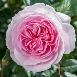 'The Ancient Mariner' Rosa X 'The Ancient Mariner' (Engelsk Rose) A-Kvalitet,- Barrods Roser Min. 3 Grene -Osmoz Naturens Butik p37675 53165 rosa x the ancient mariner engelsk rose ef50