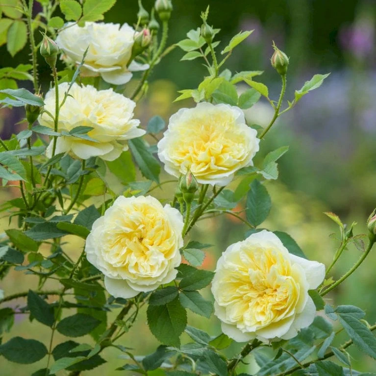 'The Country Parson'® Rosa X 'The Country Parson'® (Engelsk Rose) A-Kvalitet,- Barrods Roser Min. 3 Grene 3 'The Country Parson'® Rosa X 'The Country Parson'® (Engelsk Rose) A-Kvalitet,- Barrods Roser Min. 3 Grene